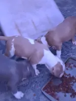 Pitbull puppy, a male American Pit Bull Terrier for sale in Des Moines, IA – 2 of 3