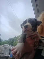 Pitbull p0, a female American Pit Bull Terrier for sale in Des Moines, IA – 2 of 2