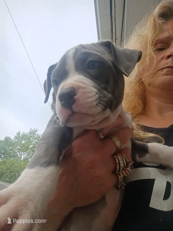 Pitbull puppy – American Pit Bull Terrier puppy for sale in Des Moines, IA