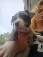 Pitbull puppy, a male American Pit Bull Terrier for sale in Des Moines, IA – 1 of 2