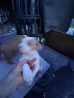 Pitbull puppy, a male American Pit Bull Terrier for sale in Des Moines, IA – 3 of 3