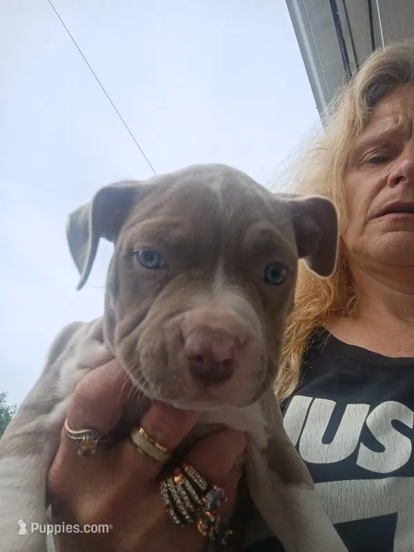 Pitbull p0, a female American Pit Bull Terrier for sale in Des Moines, IA – 1 of 2