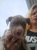 Pitbull p0, a female American Pit Bull Terrier for sale in Des Moines, IA – 1 of 2