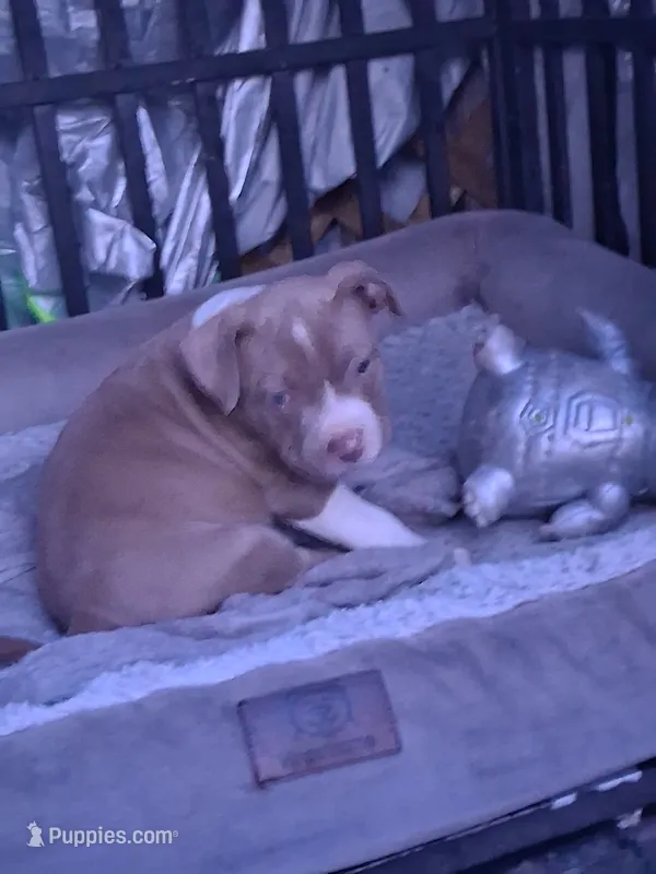 Pitbull puppy – American Pit Bull Terrier puppy for sale in Des Moines, IA