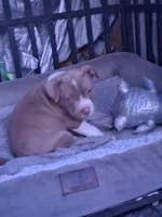 Pitbull puppy, a female American Pit Bull Terrier for sale in Des Moines, IA – 1 of 1