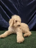 Goldie, a female Poodle - Standard  for sale in Mounds, OK – 3 of 10