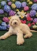 Goldie, a female Poodle - Standard  for sale in Mounds, OK – 1 of 10