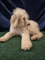 Goldie, a female Poodle - Standard  for sale in Mounds, OK – 8 of 10