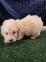 Junior , a male Poodle - Toy  for sale in Mounds, OK – 6 of 10