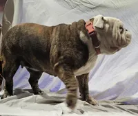 Ella, a female English Bulldog for sale in Mounds, OK – 2 of 10