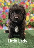 Little Lady , a female Poodle - Toy  for sale in Mounds, OK – 1 of 8
