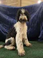 Oreo, a male Poodle - Standard  for sale in Mounds, OK – 5 of 10