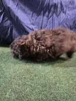 Little Lady , a female Poodle - Toy  for sale in Mounds, OK – 2 of 8