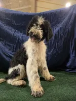 Oreo, a male Poodle - Standard  for sale in Mounds, OK – 8 of 10