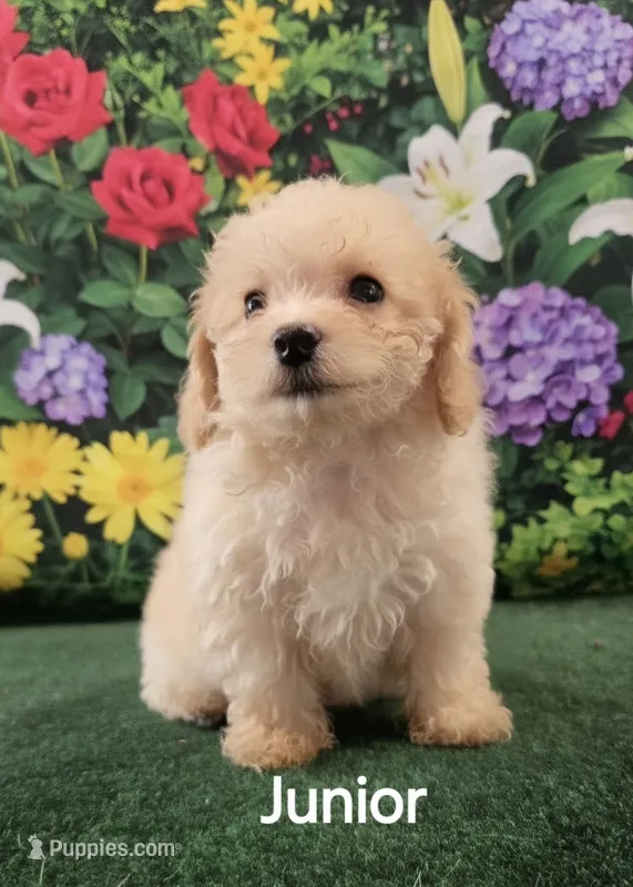 Junior  – Poodle - Toy  puppy for sale in Mounds, OK