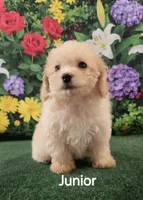 Junior , a male Poodle - Toy  for sale in Mounds, OK – 1 of 10