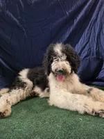 Oreo, a male Poodle - Standard  for sale in Mounds, OK – 7 of 10
