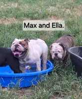 Ella, a female English Bulldog for sale in Mounds, OK – 6 of 10