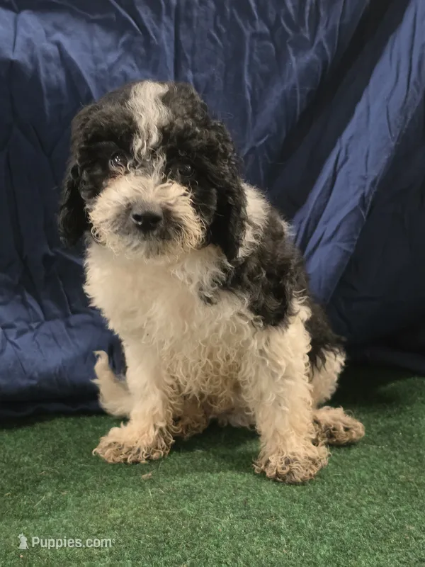 Chunky Monkey  – Poodle - Toy  puppy for sale in Mounds, OK