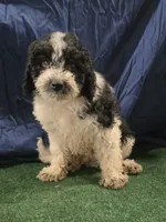 Chunky Monkey , a male Poodle - Toy  for sale in Mounds, OK – 1 of 10