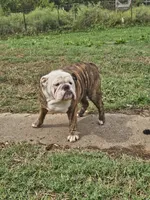 Ella, a female English Bulldog for sale in Mounds, OK – 10 of 10