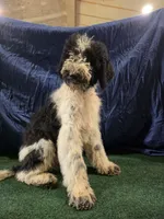 Oreo, a male Poodle - Standard  for sale in Mounds, OK – 6 of 10