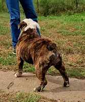 Ella, a female English Bulldog for sale in Mounds, OK – 8 of 10