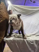 Ella, a female English Bulldog for sale in Mounds, OK – 3 of 10