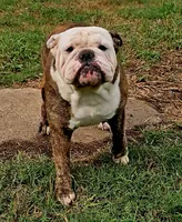 Ella, a female English Bulldog for sale in Mounds, OK – 4 of 10