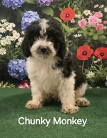 Chunky Monkey , a male Poodle - Toy  for sale in Mounds, OK – 6 of 10