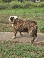 Ella, a female English Bulldog for sale in Mounds, OK – 7 of 10