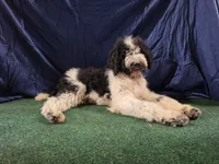 Oreo, a male Poodle - Standard  for sale in Mounds, OK – 4 of 10