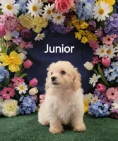 Junior , a male Poodle - Toy  for sale in Mounds, OK – 2 of 10