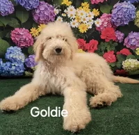 Goldie, a female Poodle - Standard  for sale in Mounds, OK – 2 of 10