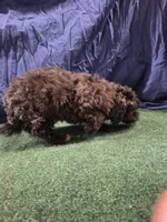 Little Lady , a female Poodle - Toy  for sale in Mounds, OK – 5 of 8