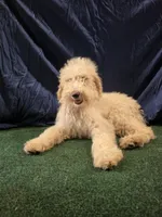 Goldie, a female Poodle - Standard  for sale in Mounds, OK – 7 of 10