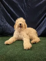 Goldie, a female Poodle - Standard  for sale in Mounds, OK – 6 of 10