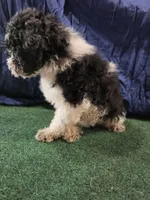 Chunky Monkey , a male Poodle - Toy  for sale in Mounds, OK – 8 of 10