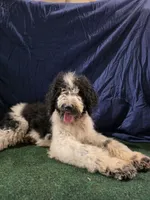 Oreo, a male Poodle - Standard  for sale in Mounds, OK – 3 of 10