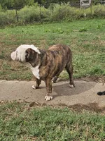 Ella, a female English Bulldog for sale in Mounds, OK – 9 of 10