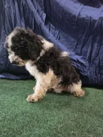 Chunky Monkey , a male Poodle - Toy  for sale in Mounds, OK – 10 of 10