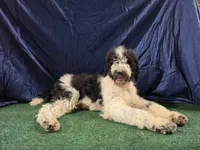 Oreo, a male Poodle - Standard  for sale in Mounds, OK – 2 of 10