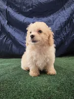 Junior , a male Poodle - Toy  for sale in Mounds, OK – 4 of 10