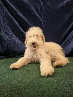 Goldie, a female Poodle - Standard  for sale in Mounds, OK – 4 of 10