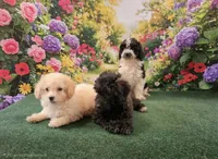 Chunky Monkey , a male Poodle - Toy  for sale in Mounds, OK – 4 of 10