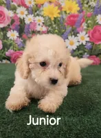 Junior , a male Poodle - Toy  for sale in Mounds, OK – 8 of 10