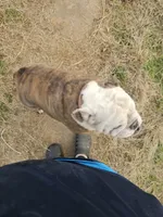 Ella, a female English Bulldog for sale in Mounds, OK – 5 of 10