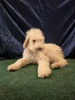Goldie, a female Poodle - Standard  for sale in Mounds, OK – 10 of 10
