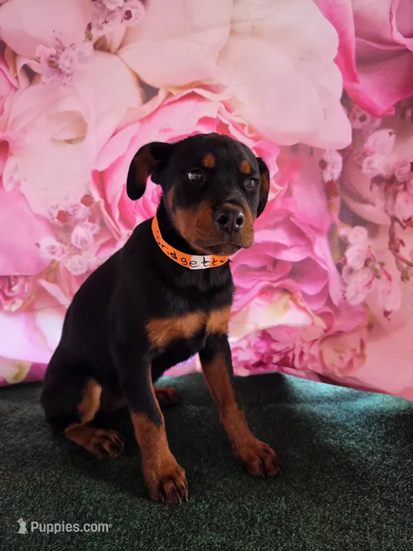 Bridgette – Rottweiler puppy for sale in Mounds, OK