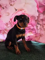 Bridgette, a female Rottweiler for sale in Mounds, OK – Photo 1 of 4